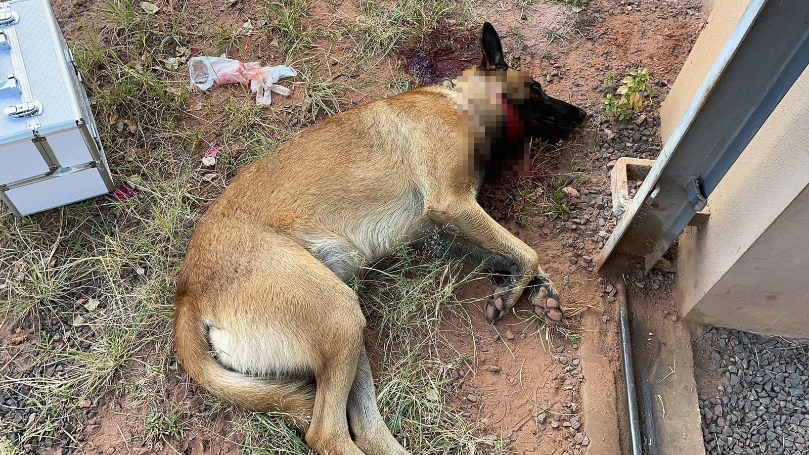 Policial aposentado é preso após atirar no cachorro do vizinho em Piracicaba