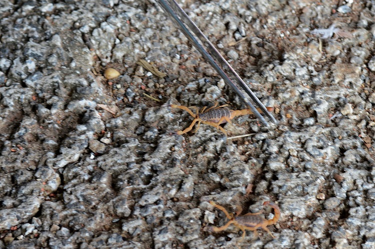 Piracicaba (SP) já registra 783 acidentes com escorpiões em 2022