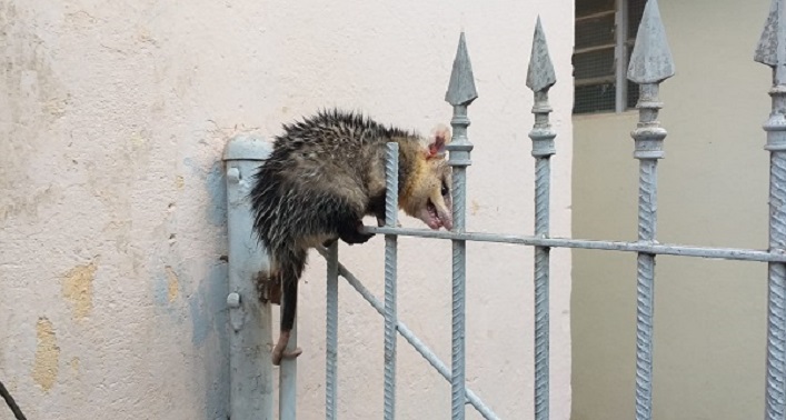 Guarda Civil de Piracicaba é acionada para resgatar saruê de residência