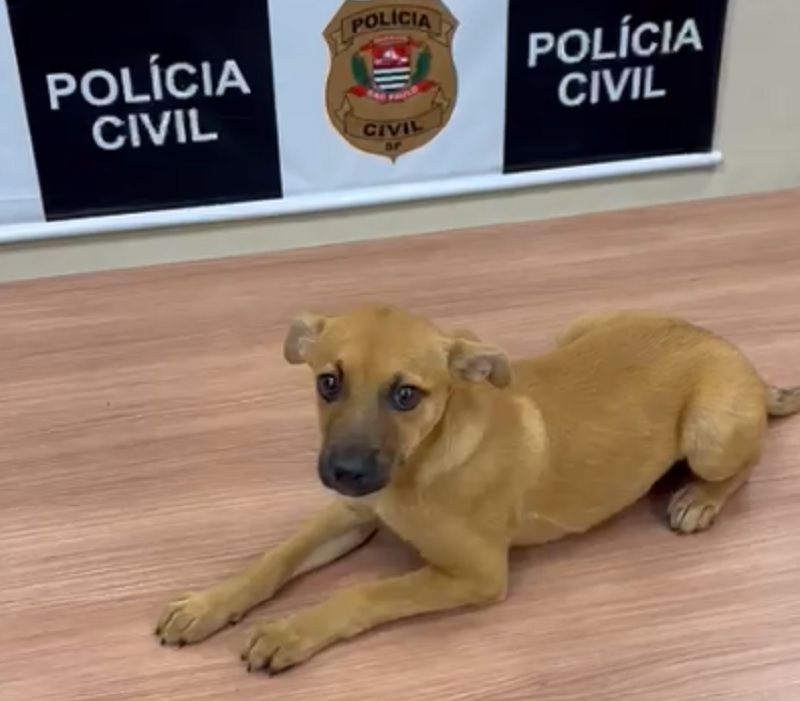 Polícia Civil de Piracicaba prende casal por tráfico e adota cachorro que sofria maus-tratos