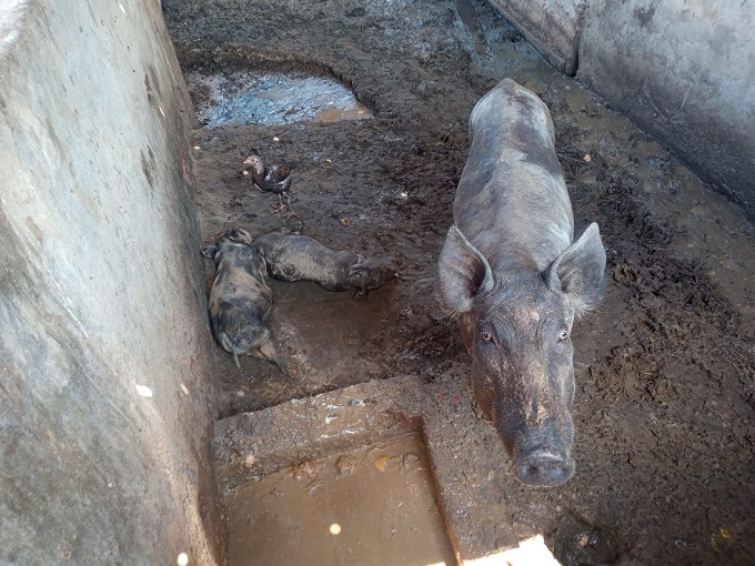 GCM atende caso de maus-tratos a animais e armazenamento errado de agrotóxicos em Piracicaba