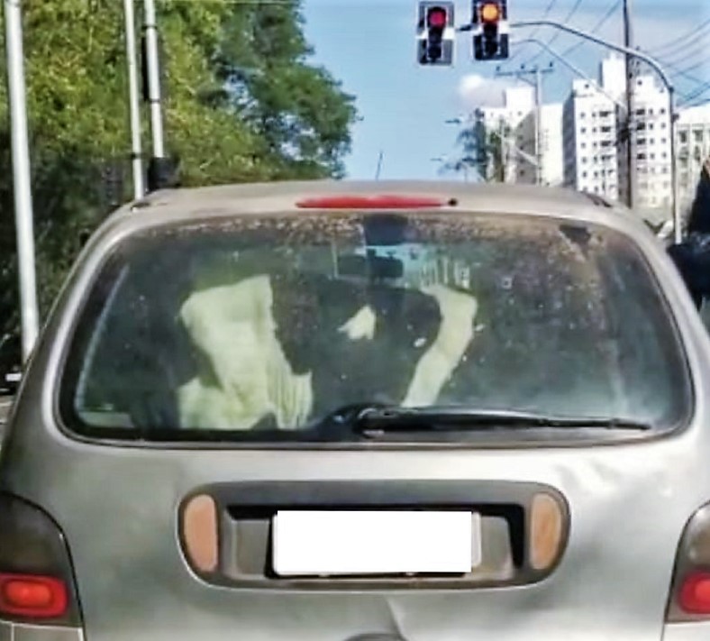 VÍDEO: vaca é flagrada sendo transportada em porta-malas de carro em Piracicaba