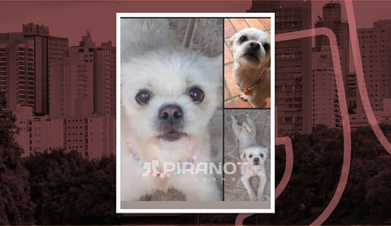 Comerciante faz buscas por Jhullie em Piracicaba (SP); cachorra escapou de casa