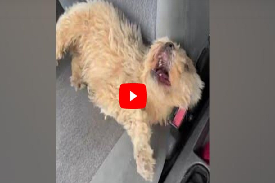 “Cê tá famosa”; poucas horas após sair no PIRANOT, Jhullie é encontrada em Piracicaba