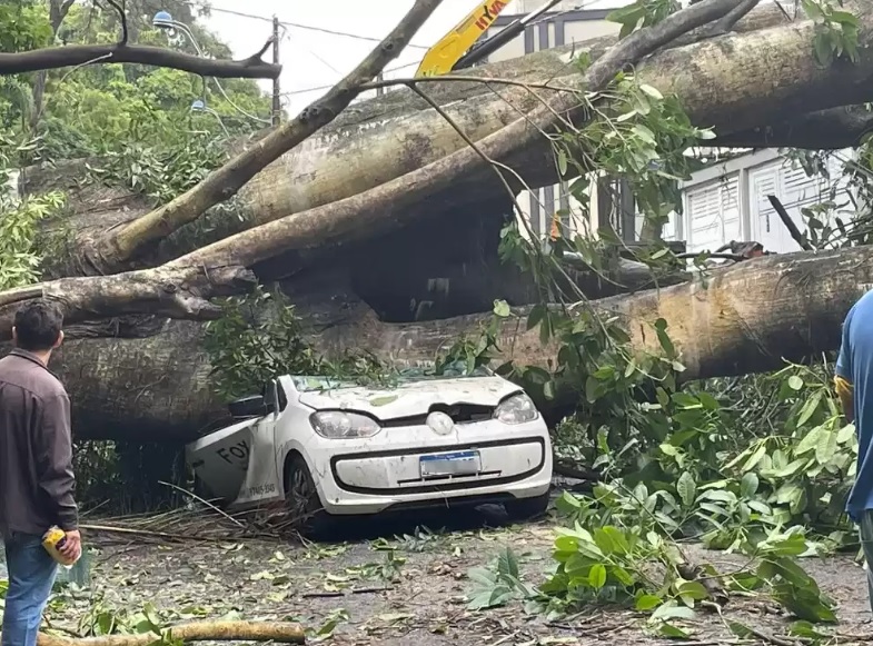 Homem de 36 anos morre ao ter carro atingido por árvore