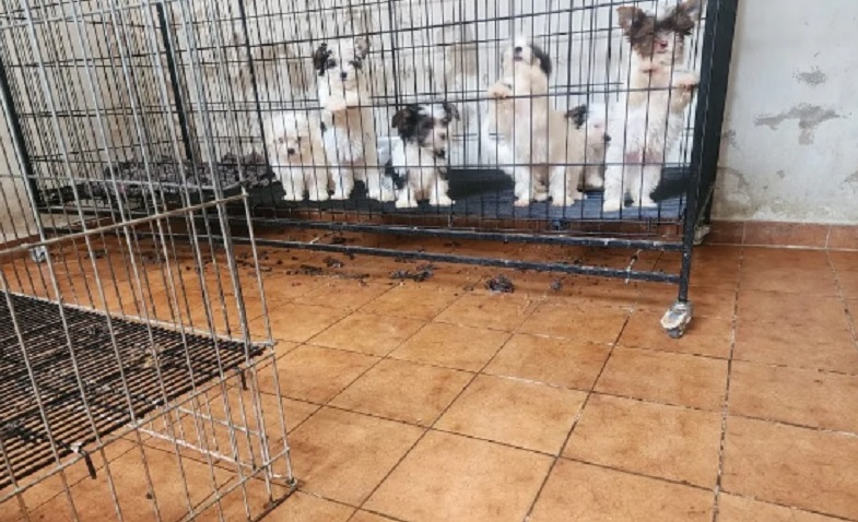 Mais de 50 cachorros de raça são resgatados de situação de maus-tratos em Piracicaba