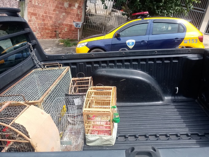 Homem responde por crime ambiental após aves silvestres em gaiolas serem apreendidas em Piracicaba