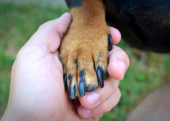 Human's hand and dog's paw handshake.