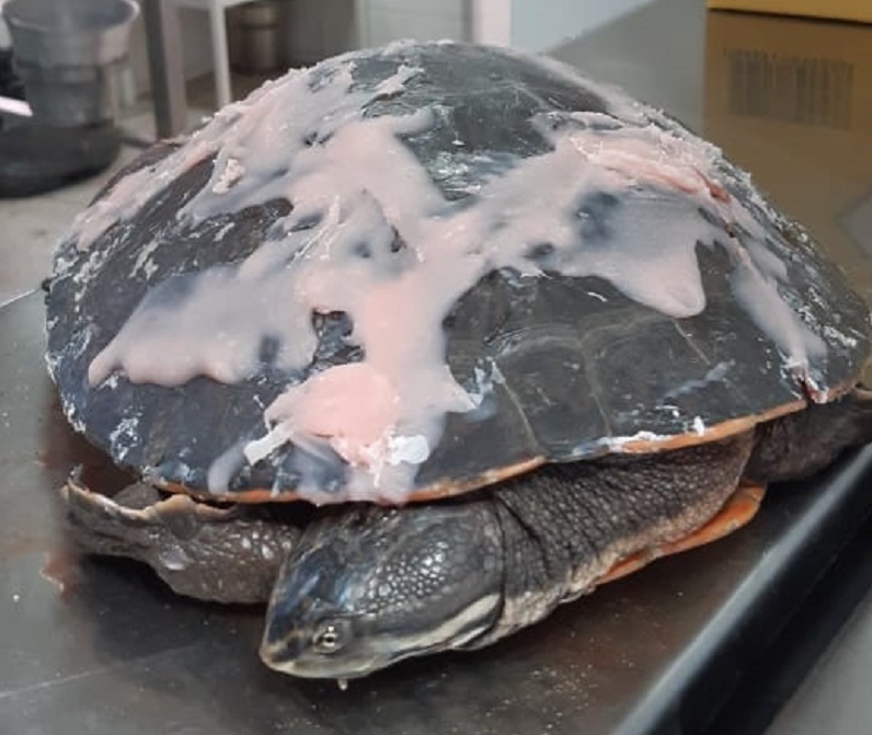 Morre cágado que foi atropelado em frente a terminal de Piracicaba