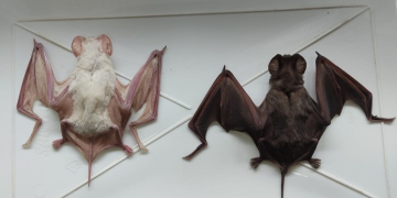 Foto: Guilherme Valdanha/CCS