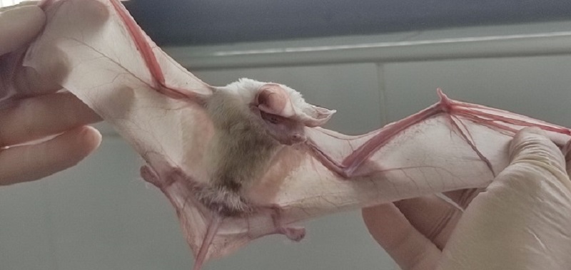 Morcego albino e muito raro é encontrado em Piracicaba