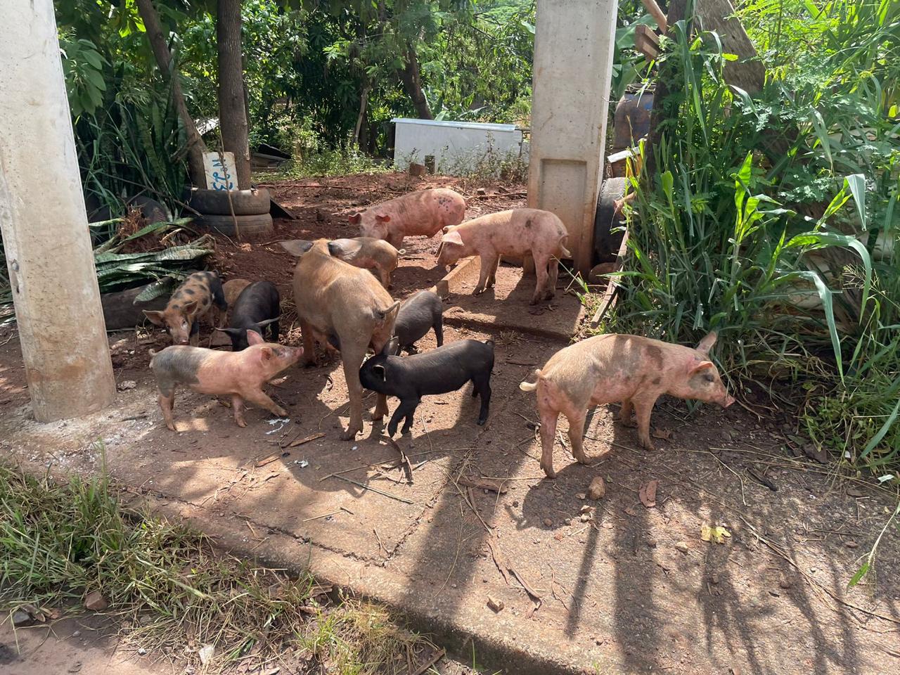 Em Piracicaba, 16 porcos são resgatados amarrados, feridos, sem água e comida