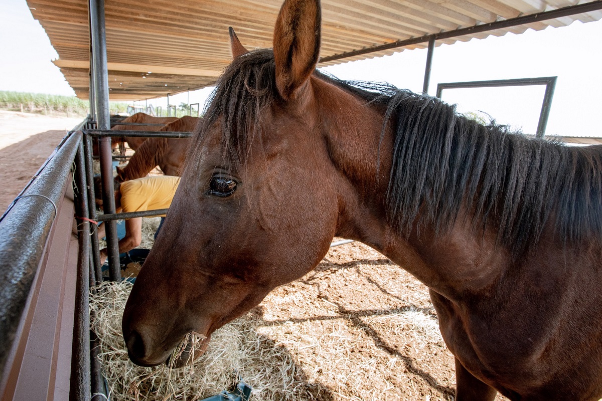 Prefeitura inaugura Departamento de Bem-Estar Animal em Piracicaba (SP)