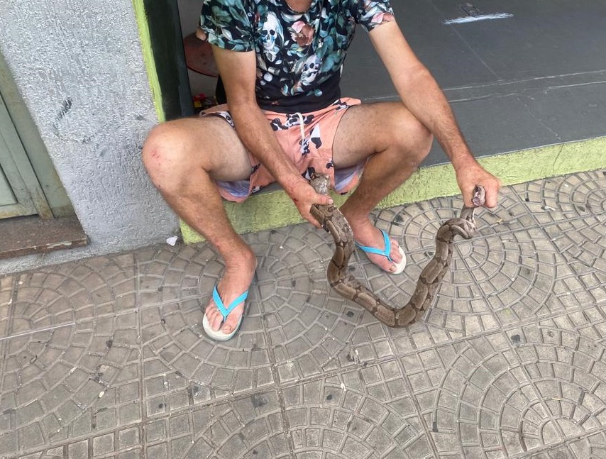 Homem é picado por jiboia de 1,50 metro no Centro de Piracicaba (SP)