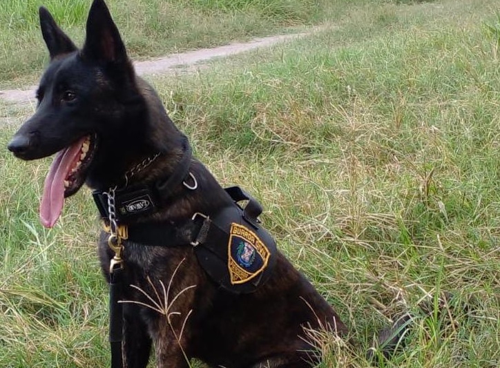 Cão de faro da Guarda Civil localiza drogas em área verde de Piracicaba (SP)