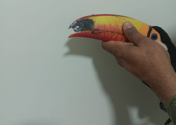 Foto: Divulgação/Guarda Civil Municipal