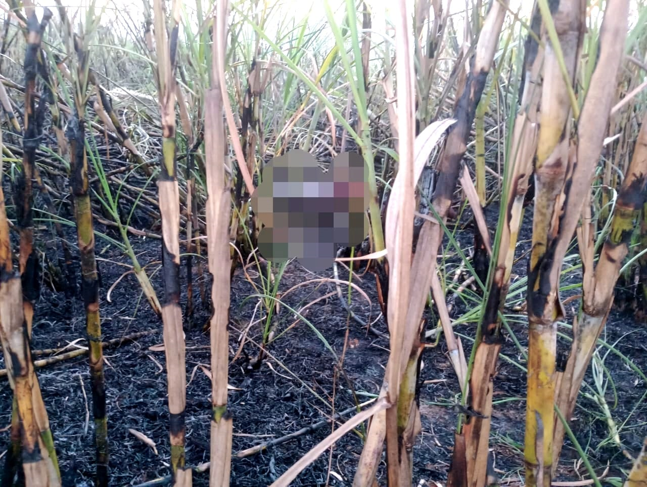 Funcionários da Raízen/Cosan encontram corpo em canavial incendiado em Piracicaba