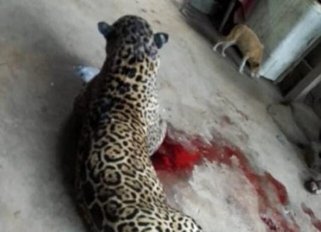 Caso de ataque de onça-pintada que viralizou no WhatsApp não foi em Piracicaba (SP)