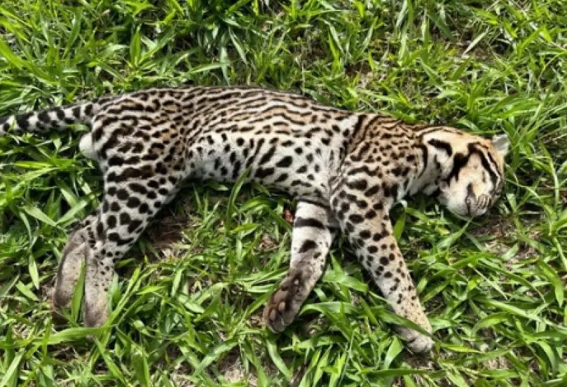 Jaguatirica é encontrada morta em Piracicaba (SP)