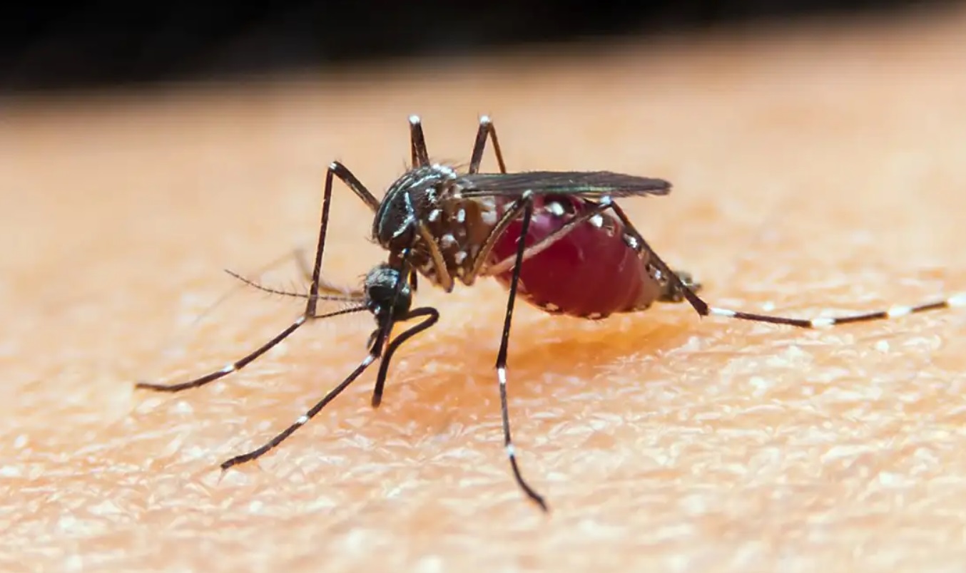 São Paulo tem dois registros de infecção por malária