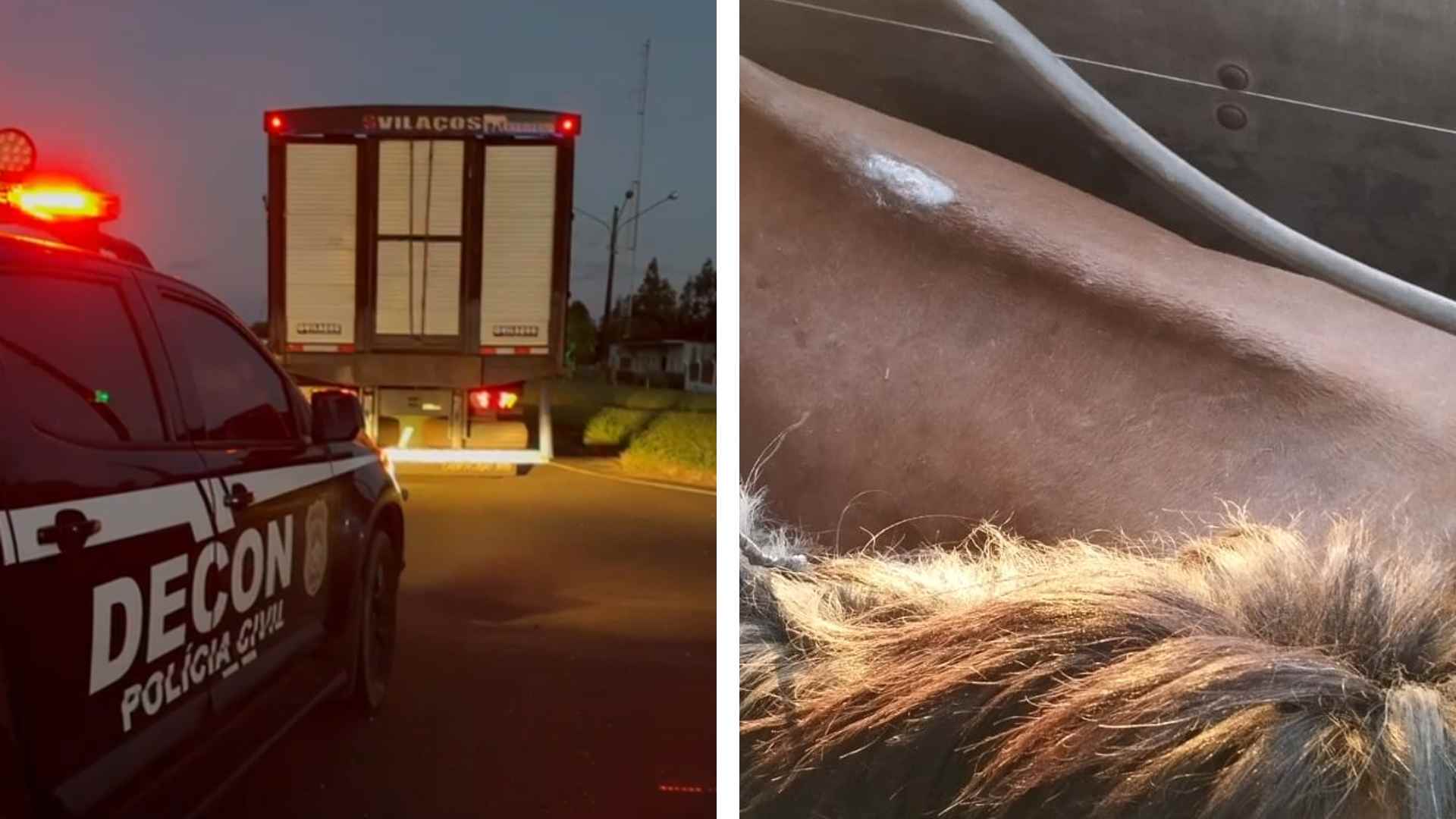 Homem é preso com 27 cavalos que virariam mortadela e salsichas