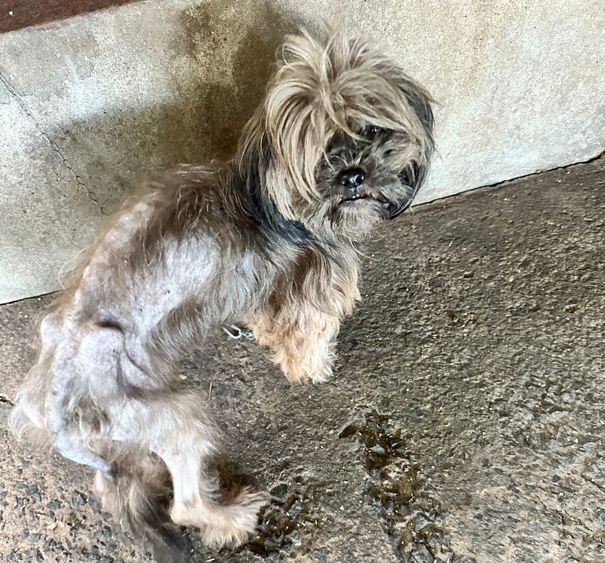 Homem é preso em flagrante por maus-tratos a animais e crime ambiental