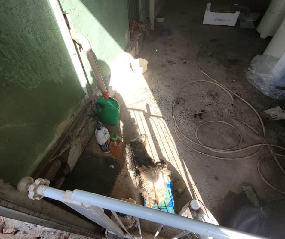 Seis cães encontrados em situação de maus-tratos e sem comida são resgatados na Região Metropolitana de Piracicaba