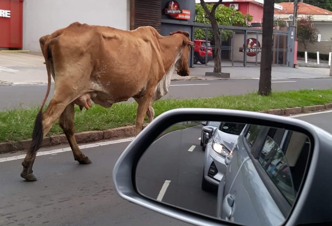 Vaca passeia livremente em uma das principais avenidas de Piracicaba (SP)