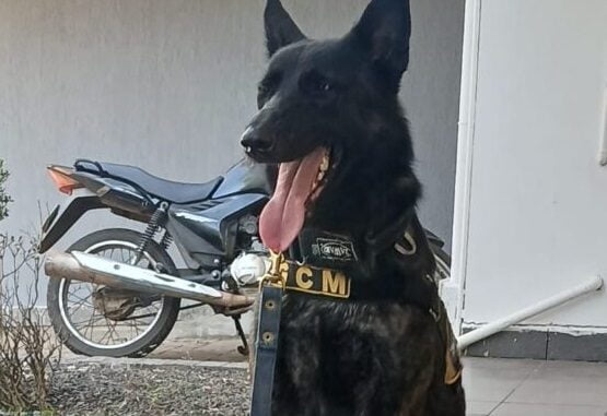 Cão Radú fareja drogas e GC apreende 130 porções de maconha, cocaína e crack em Piracicaba