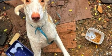 Foto: Divulgação/GCM