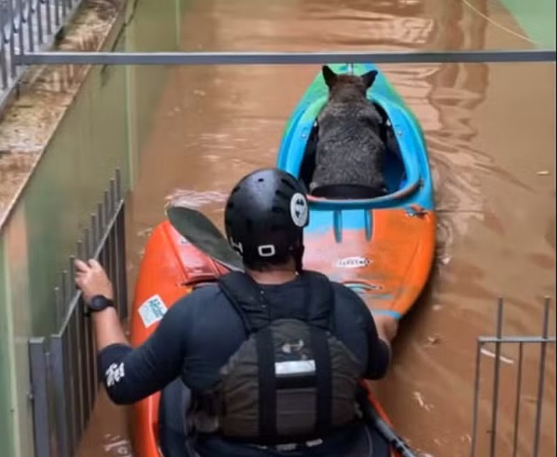 Piracicabano competidor de canoagem salva homem e cão vítimas das enchentes no Sul do país