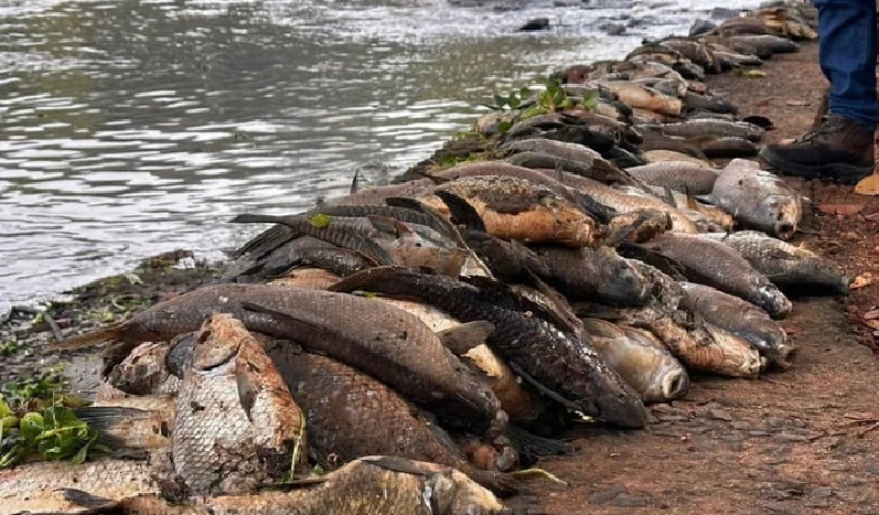 Freezers lotados de peixes causam prejuízos a pescadores no ‘pantanal piracicabano’