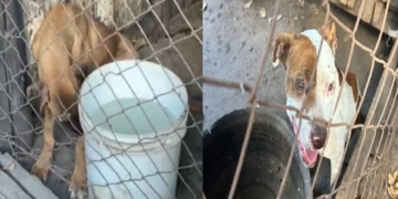 Foto: Divulgação/Polícia Civil