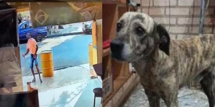 Homem que matou cão a facadas passa por audiência de custódia e segue preso na Região Metropolitana de Piracicaba