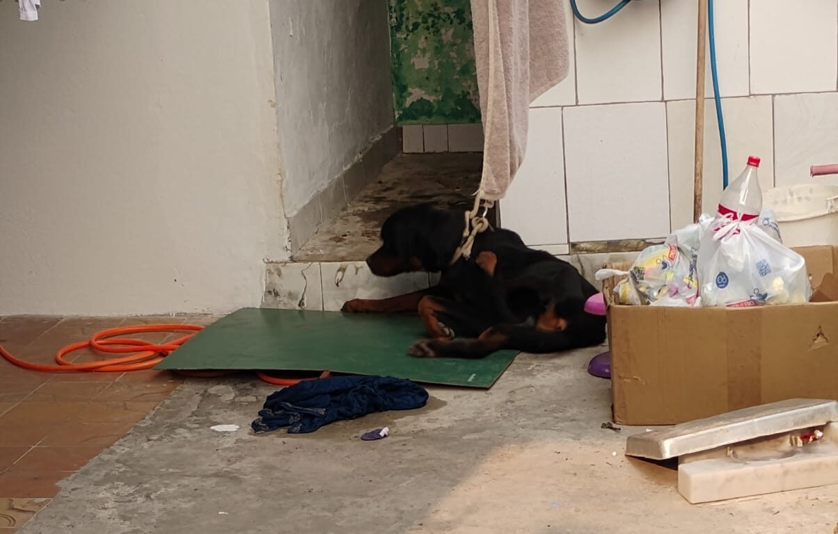 Rottweiler que vivia acorrentado, sofria agressões e passava fome é resgatado em Piracicaba