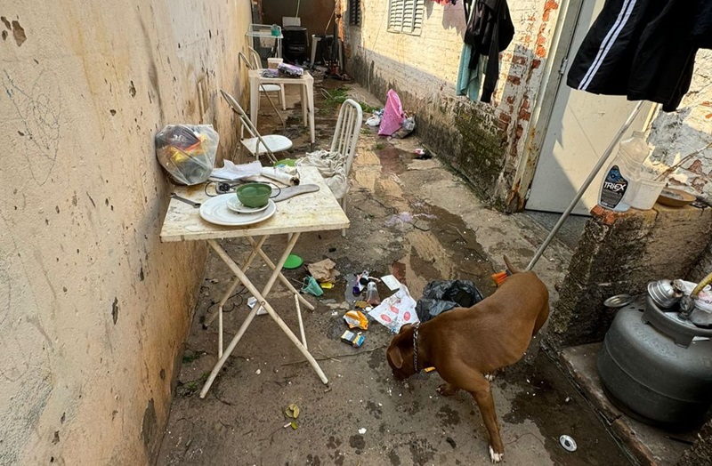 Cães e crianças em situação de maus-tratos são resgatados em canil clandestino em Piracicaba