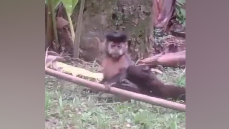 Casal é preso por dopar macacos para vendê-los clandestinamente