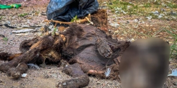 Foto: Wagner Romano/PIRANOT