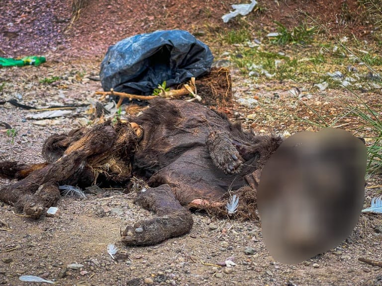 Quantidade assustadora de restos mortais de animais é encontrada em terreno abandonado em Piracicaba