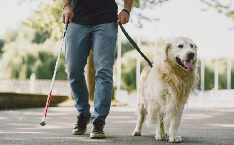 Motorista de aplicativo em Piracicaba recusa corrida a deficiente visual por causa de cão-guia