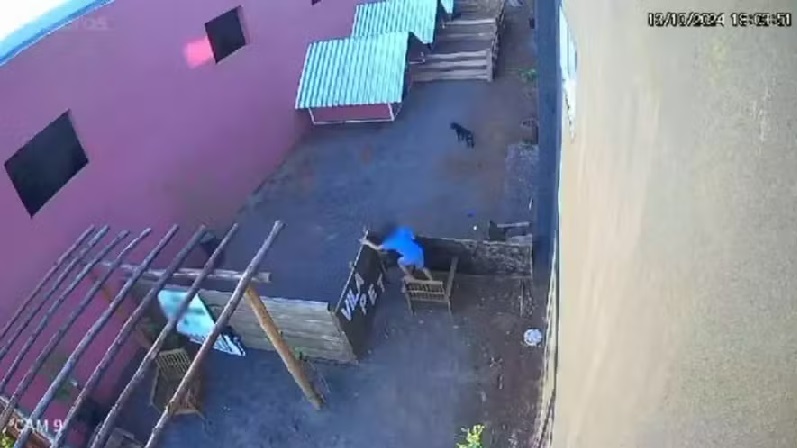 Criança de 9 anos invade clínica veterinária e mata 23 animais