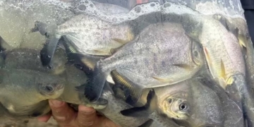 Foto: Prefeitura de Piracicaba/CCS