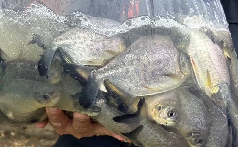 Após tragédia, 95 mil peixes são soltos no rio Piracicaba