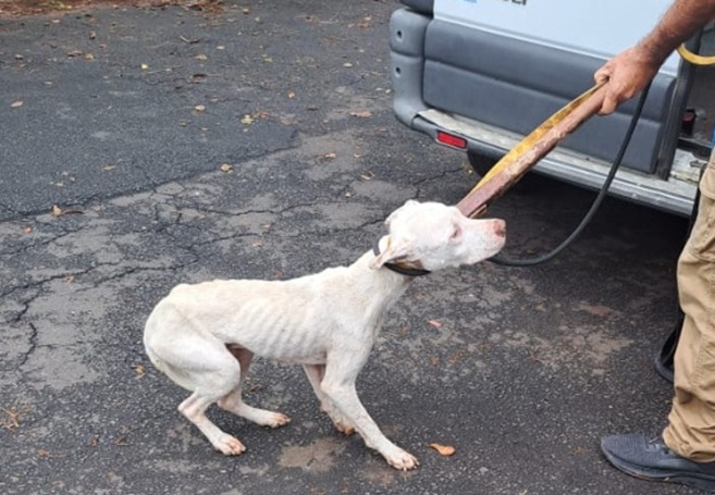 Guarda Civil e CCZ resgatam cães em situação de maus tratos em Piracicaba; um animal estava em decomposição