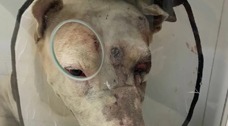 Cachorro é baleado com dois tiros na cabeça na Região de Piracicaba