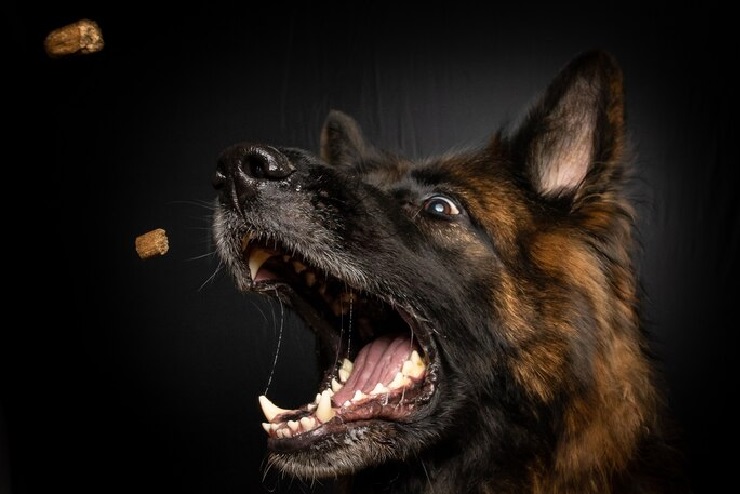 Mulher é atacada por cão solto em Piracicaba; vítima precisou de atendimento na UPA