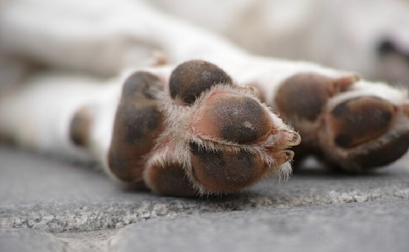 Cão é encontrado morto embaixo de sofá em Piracicaba; caso é investigado