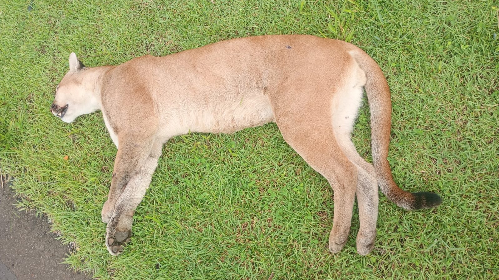 Onça-parda morre atropelada em rodovia de Piracicaba