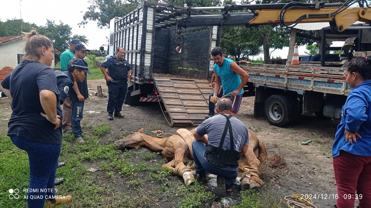 Cavalo é resgatado abandonado em estrada rural de Piracicaba
