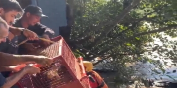 Foto: Enzo Oliveira/ TV Metropolitana